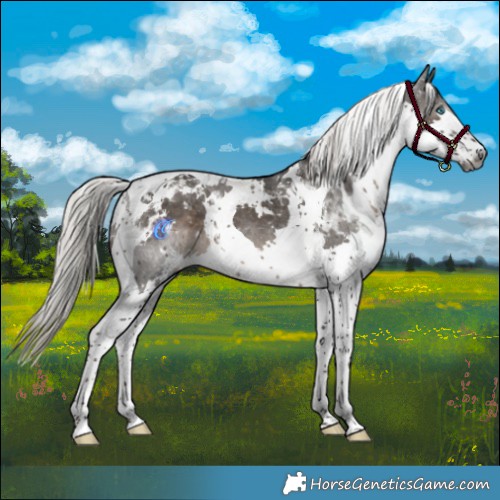 Horse Color:Gray White Spotted Silver Black Splash Tobiano Appaloosa 