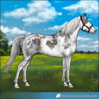 Horse Color:Gray White Spotted Silver Black Splash Tobiano Appaloosa