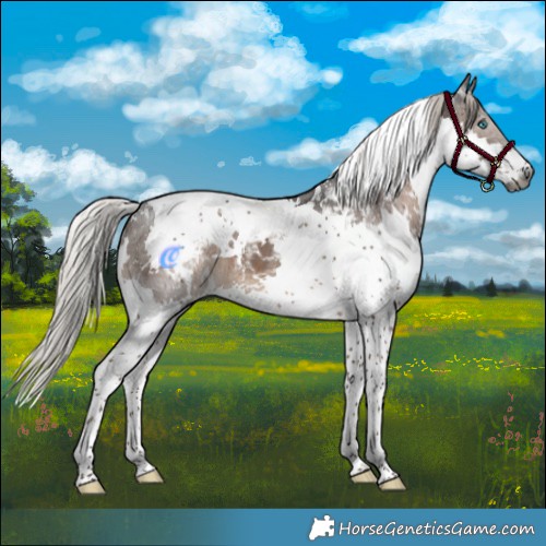 Horse Color:Gray White Spotted Silver Black Splash Tobiano Appaloosa 
