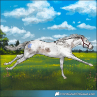 Horse Color:Gray White Spotted Silver Black Splash Tobiano Appaloosa