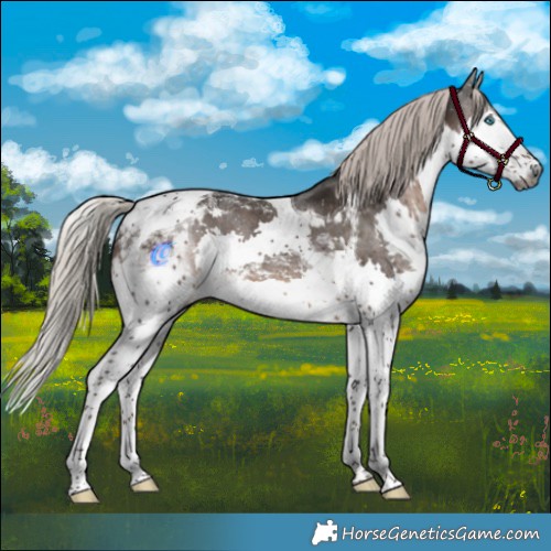 Horse Color:Gray Silver Black Splash Tobiano Appaloosa 