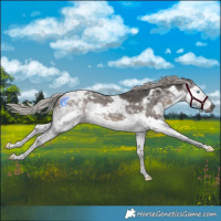 Horse Color:Gray Silver Black Splash Tobiano Appaloosa 
