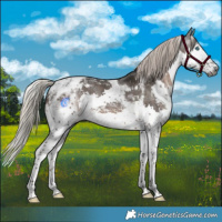Horse Color:Gray Silver Black Splash Tobiano Appaloosa 