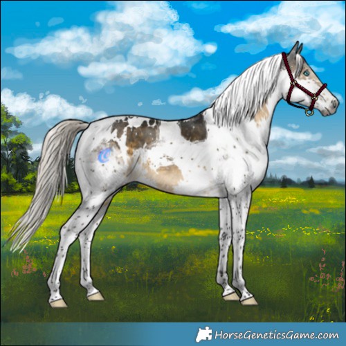 Horse Color:Gray White Spotted Silver Smoky Black Splash Tobiano Appaloosa 