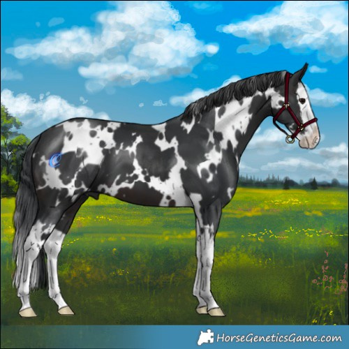 Horse Color:White Spotted Brown Splash 