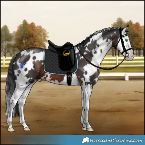Horse Color:White Spotted Brown Splash