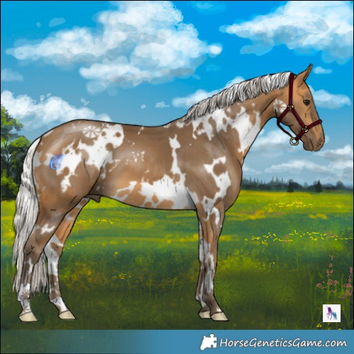 Horse Color:White Spotted Silver Buckskin 