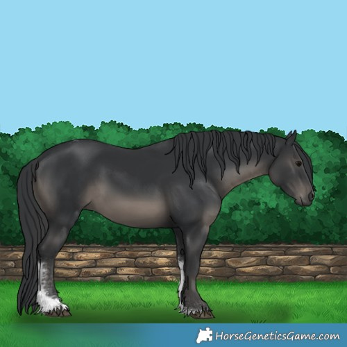 Horse Color:Black Tobiano 