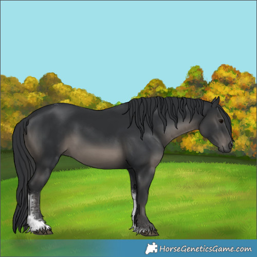 Horse Color:Black Tobiano 