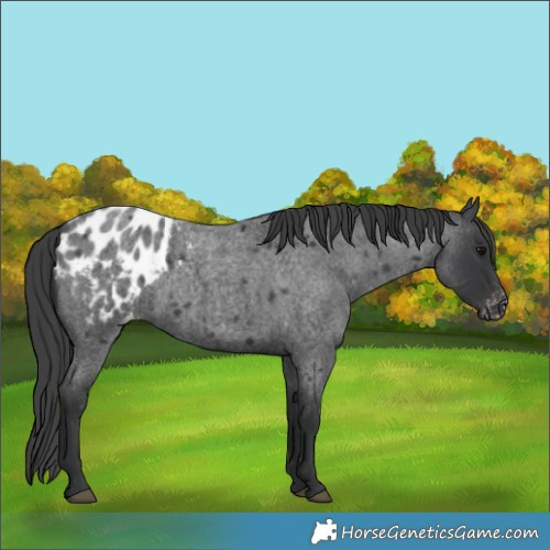 Horse Color:Blue Roan Blanket 