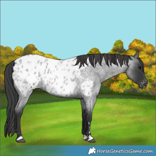 Horse Color:Blue Roan Appaloosa 