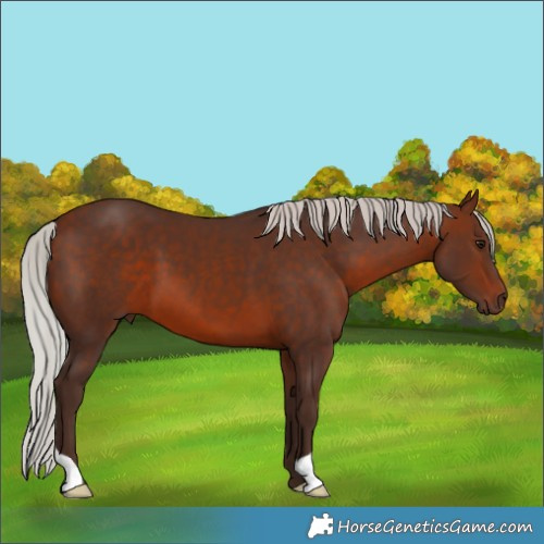 Horse Color:Silver Brown 