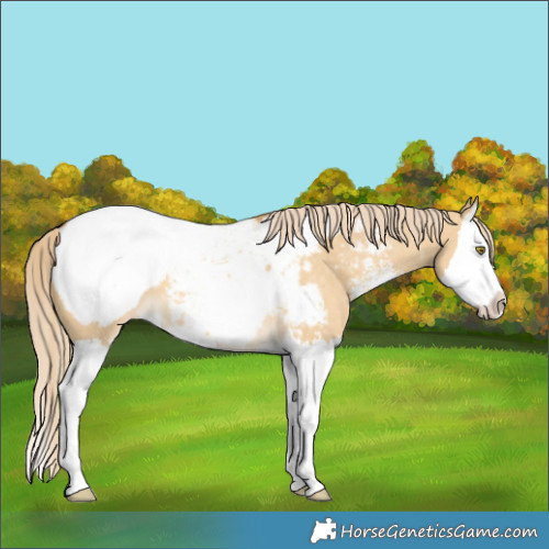 Horse Color:Palomino Dun Sabino Splash Near Fewspot 