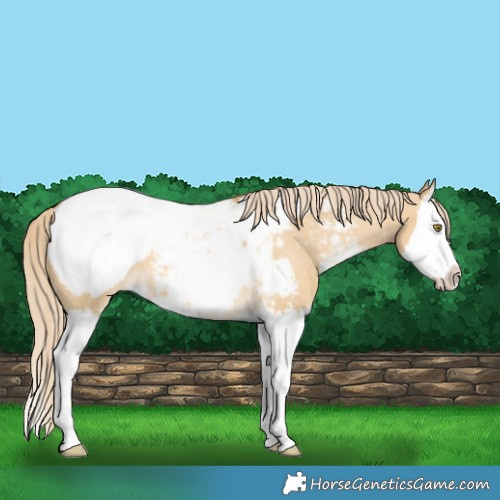 Horse Color:Palomino Dun Sabino Splash Appaloosa