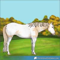 Horse Color:Palomino Dun Sabino Splash Near Fewspot 