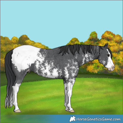 Horse Color:Black Sabino Splash Snowcap