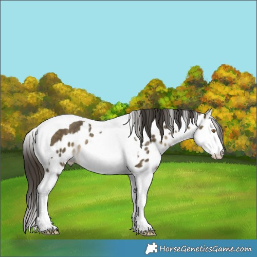Horse Color:Buckskin Dun Splash Tobiano Skewed LP Spotted Rabicano 