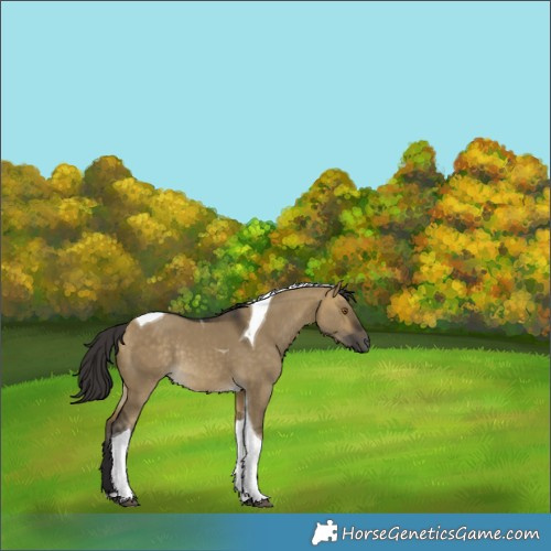 Horse Color:Buckskin Dun Tobiano Rabicano 