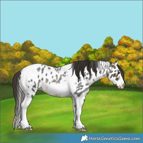 Horse Color:Buckskin Roan Tobiano Frame Skewed LP Spotted Rabicano 