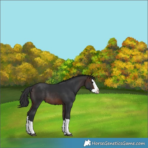 Horse Color:Brown Splash Rabicano 