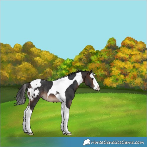 Horse Color:Brown Splash Tobiano Skewed Appaloosa Rabicano