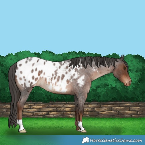 Horse Color:Liver Red Roan Blanket 
