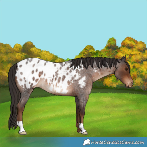 Horse Color:Liver Red Roan Blanket