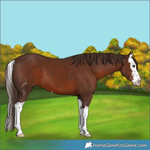 Horse Color:Liver Chestnut Sabino Splash