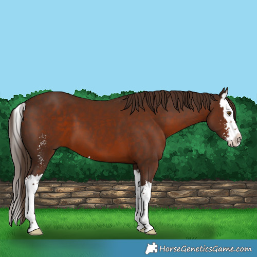 Horse Color:Liver Chestnut Sabino Splash 