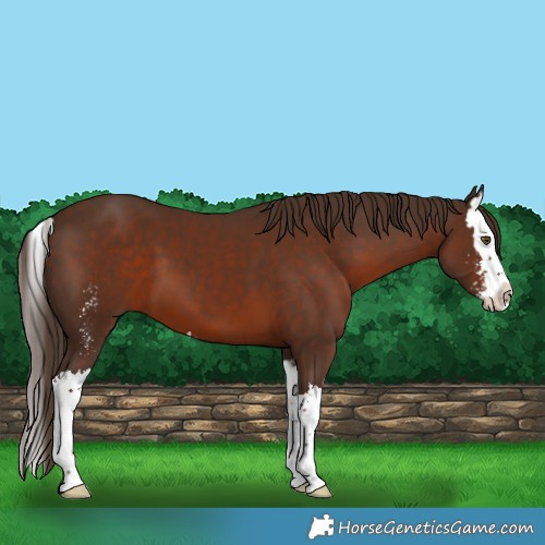 Horse Color:Liver Chestnut Sabino Splash
