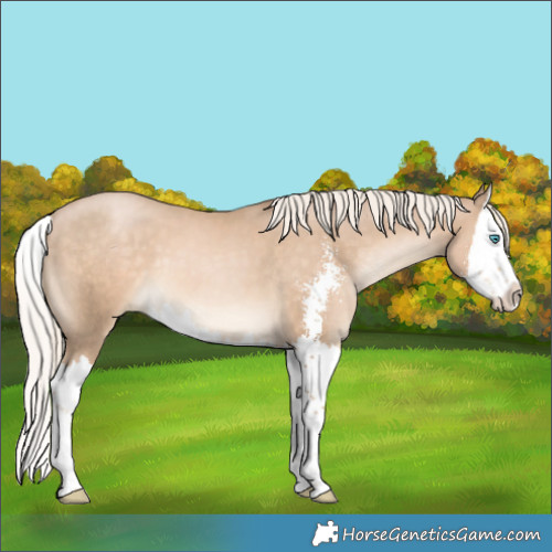 Horse Color:Chocolate Palomino Pearl Sabino Splash 