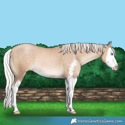 Horse Color:Chocolate Palomino Pearl Sabino Splash 