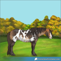 Horse Color:Buckskin Splash Skewed LP Spotted Rabicano