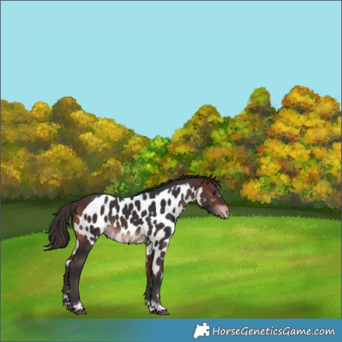 Horse Color:Bay Tobiano Skewed LP Spotted Rabicano 