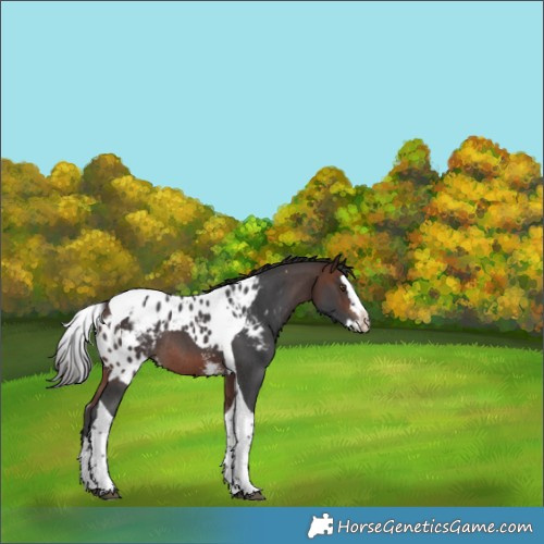 Horse Color:Brown Sabino Splash Tobiano Skewed LP Spotted Rabicano 