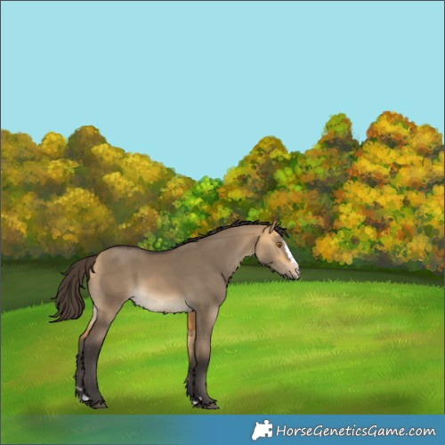 Horse Color:Buckskin Dun Splash Rabicano