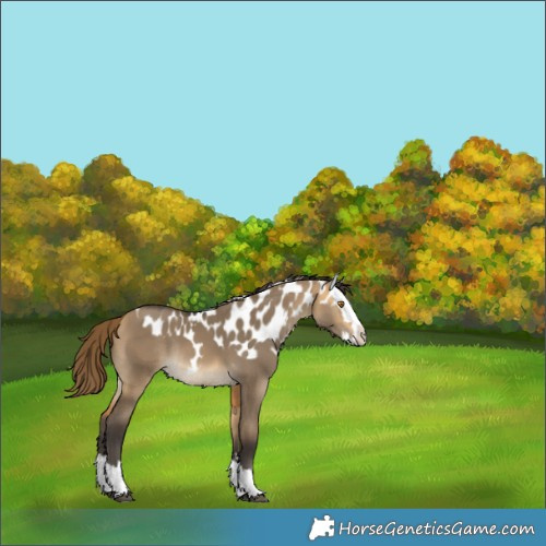 Horse Color:Buckskin Dun Splash Skewed Appaloosa Rabicano 