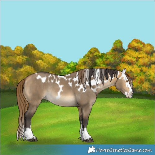 Horse Color:Buckskin Dun Splash Skewed LP Spotted Rabicano 