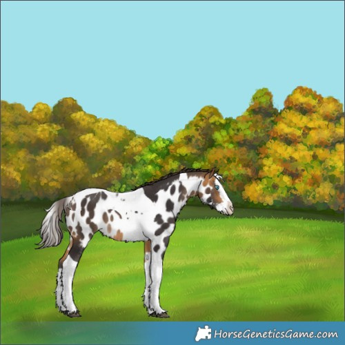 Horse Color:Buckskin Splash Tobiano Skewed Appaloosa Rabicano 