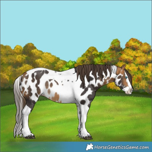 Horse Color:Buckskin Splash Tobiano Skewed LP Spotted Rabicano 