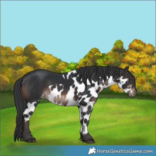 Horse Color:Brown Skewed LP Spotted Rabicano