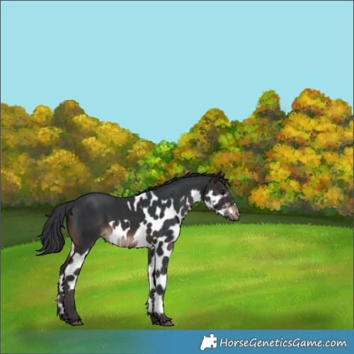 Horse Color:Brown Skewed Appaloosa Rabicano 