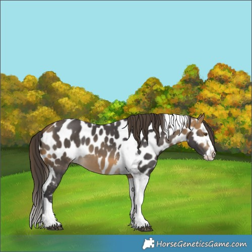 Horse Color:Buckskin Sabino Splash Tobiano Skewed LP Spotted Rabicano 
