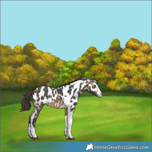Horse Color:Buckskin Sabino Splash Tobiano Skewed Appaloosa Rabicano 
