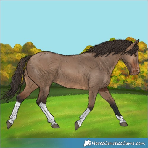 Horse Color:Brown Dun Tobiano Appaloosa 