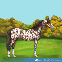 Horse Color:Bay Near Leopard
