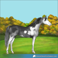 Horse Color:White Spotted Black Splash 