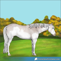 Horse Color:Platinum White Spotted Chestnut Mushroom Splash Rabicano 