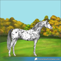 Horse Color:Black Leopard 