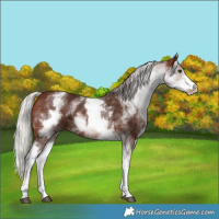 Horse Color:White Spotted Silver Brown 